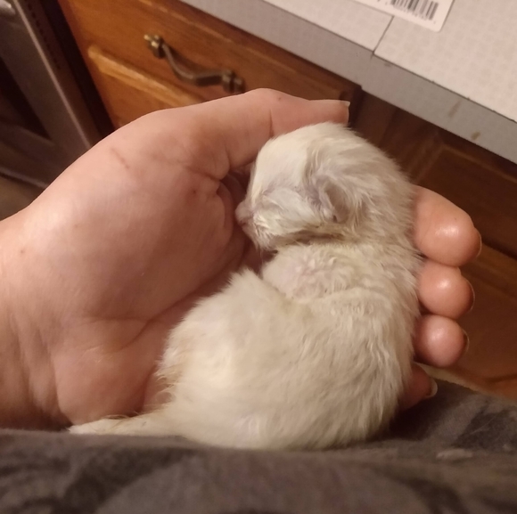 Meet your Posher, Jennifer - Picture 10 of 12